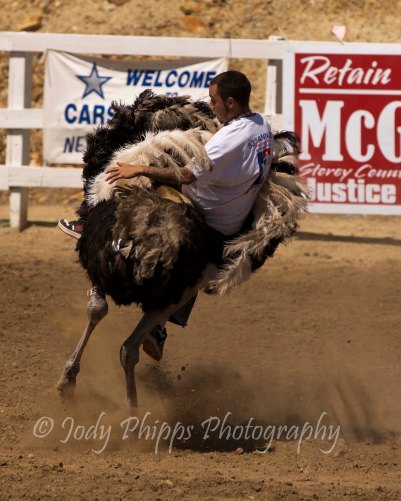 A unknown rider takes a literal spin on an ostrich during the 2012 International Camera Races in Virginia City, Nevada